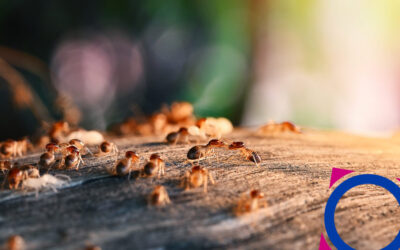 ¿Cómo evitar una plaga de termitas?